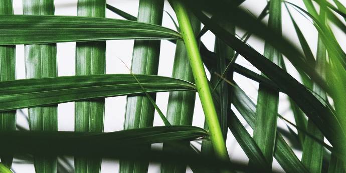 Green flax leaves 