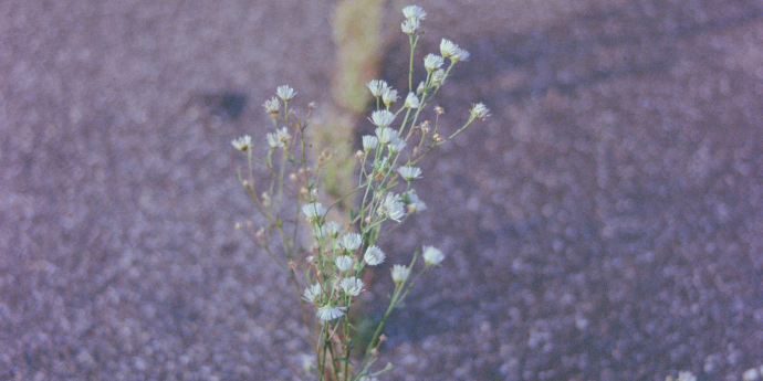 white flowers in a sidewalk crack