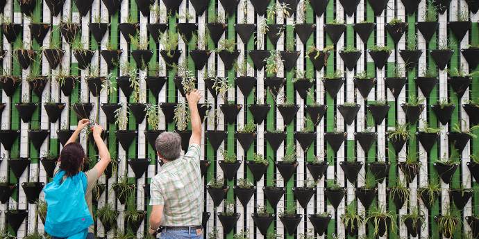 People planting plants on planter wall